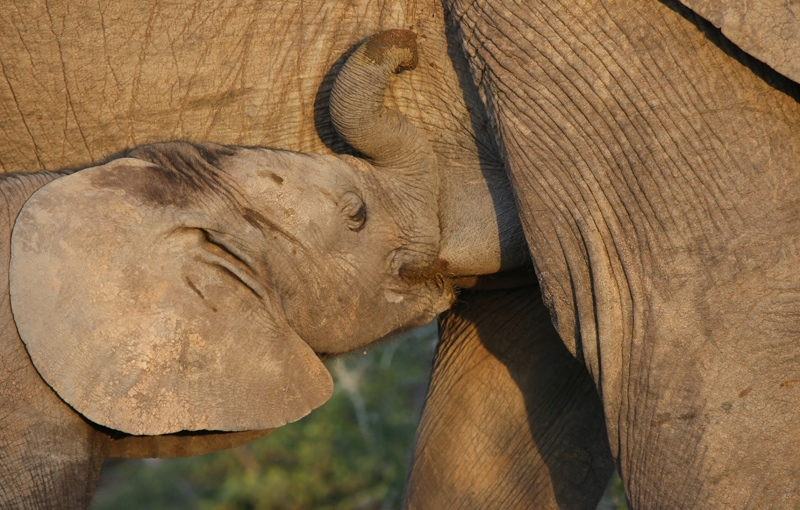 Familiereis ZUID-AFRIKA EN SWAZILAND Hotel - 15 dagen; In een levende dierentuin