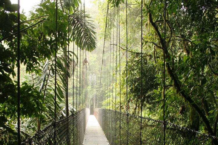 Arneal Hanging bridges