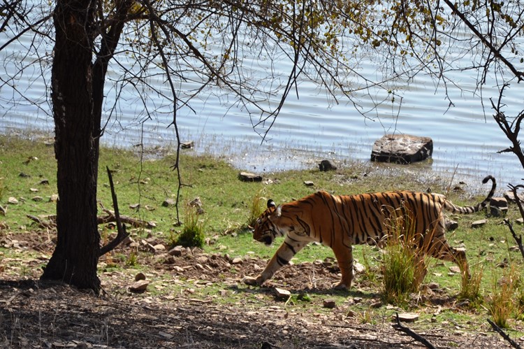 Ranthambhore - reis India