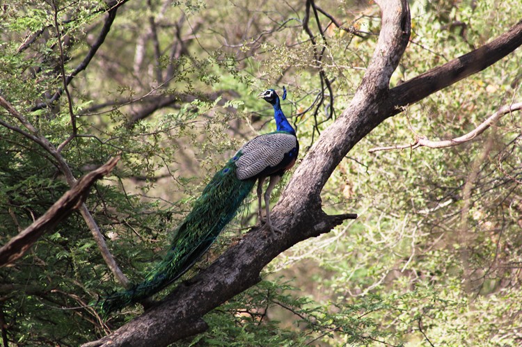 Pauw in Ranthambhore - India