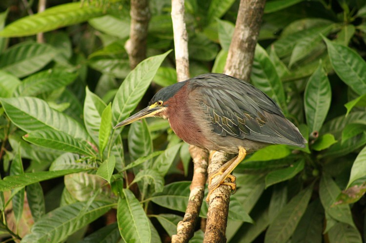 In Tortuguero vind je veel vogelsoorten