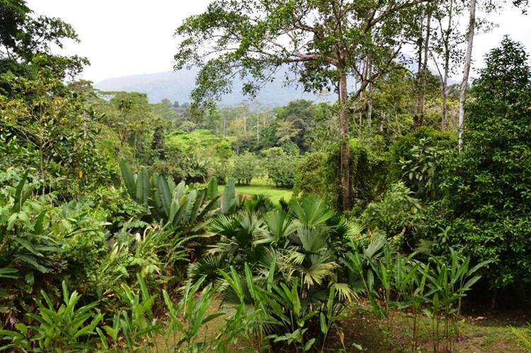 Selva Bananito, Costa Rica