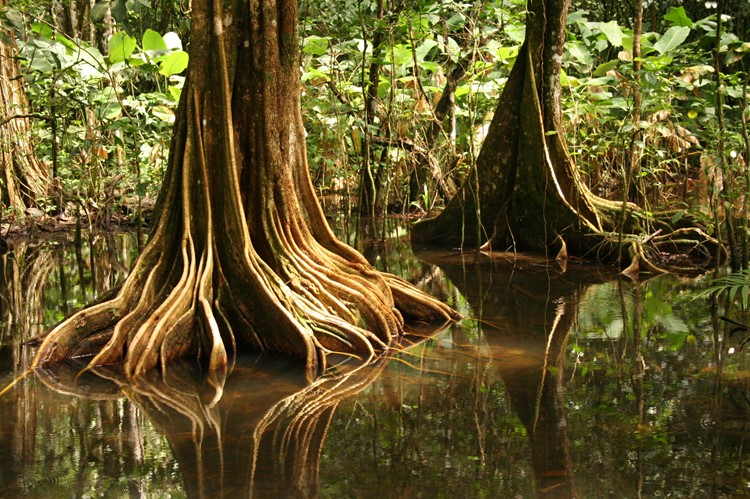 Mangroven Drake Bay, Costa Rica