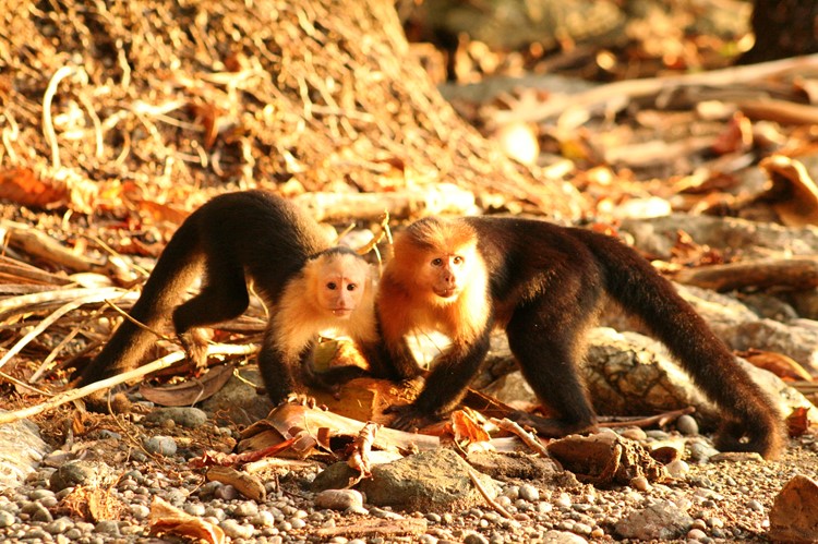 Kapucijnaapjes op het strand van Drake Bay eten een kokosnoot, Costa Rica