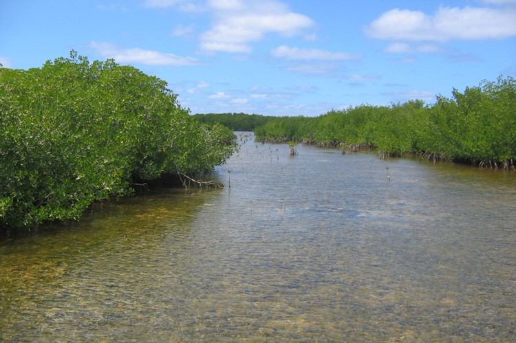 Mangroven Cayo las Brujas, Cuba