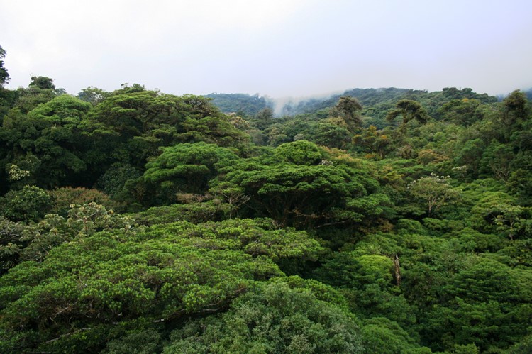 Monteverde - rondreis Costa Rica