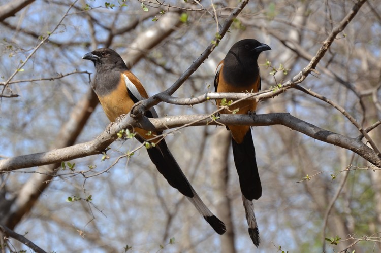 Bharatpur, Keoladeo Nationaal Park, India