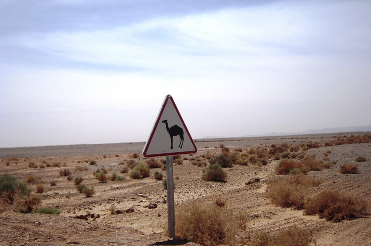 Overstekend wild bij Erfoud - Marokko