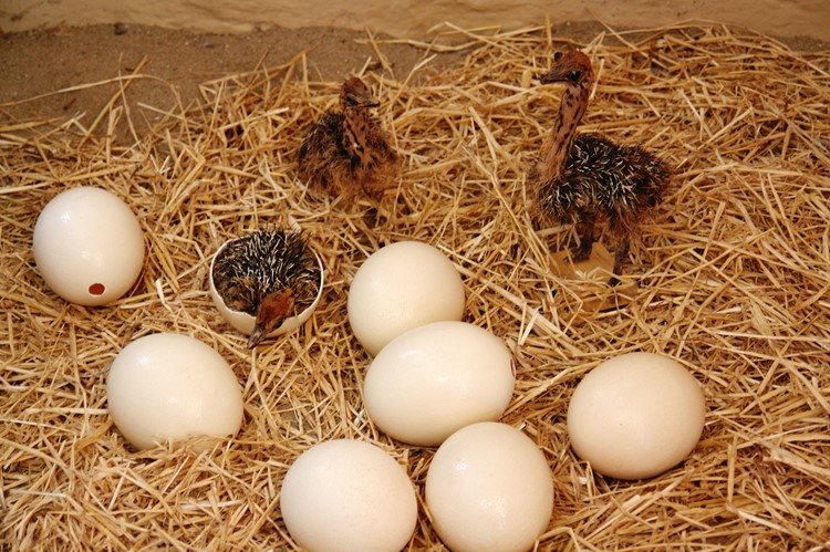 Pas geboren struisvogels in Oudtshoorn - Zuid-Afrika