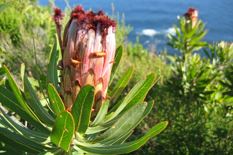 Protea in Tsitsikamma Nationaal Park,  Zuid-Afrika